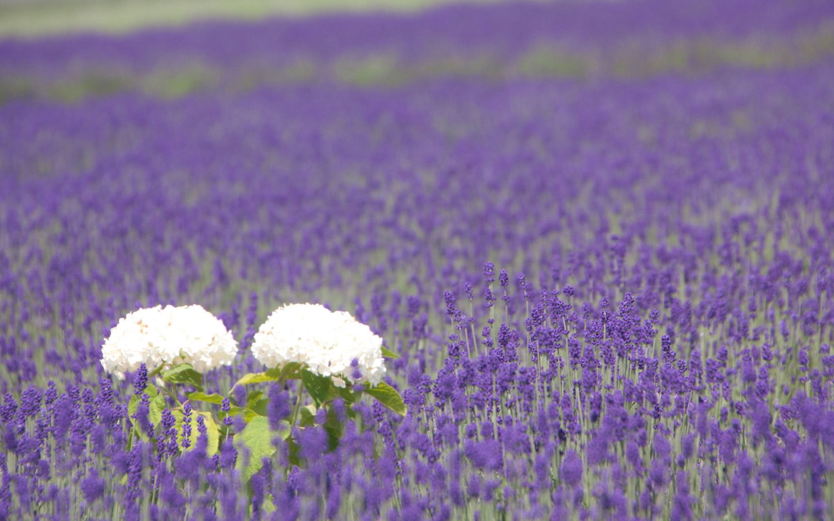 hydrangea, lavender, field, sharpness