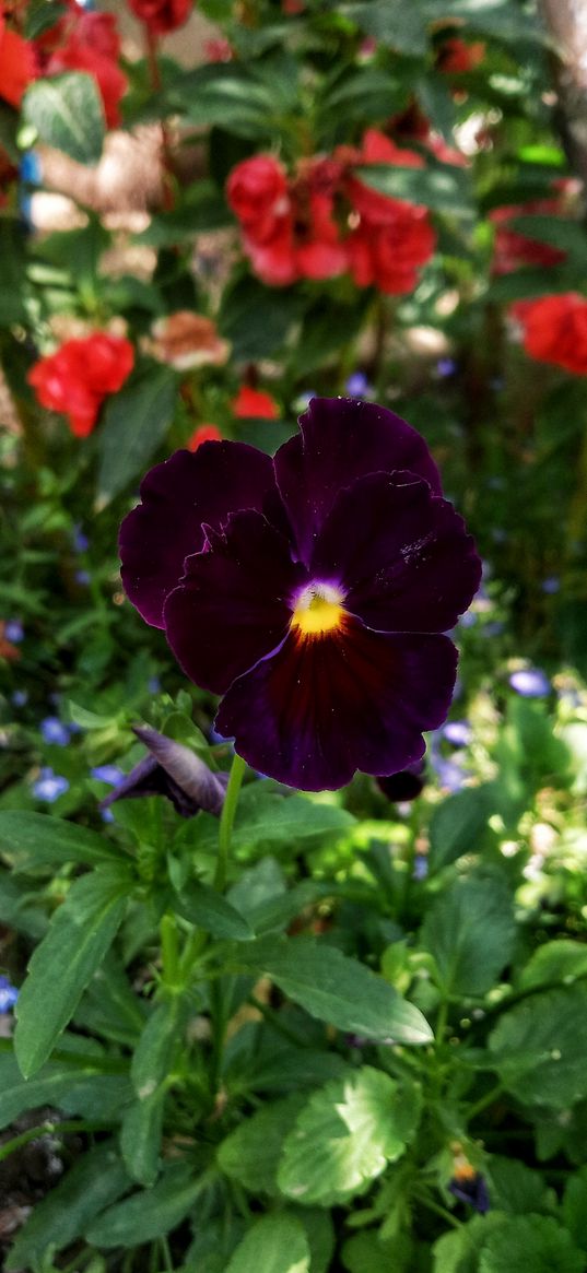 viola, purple, flower, green