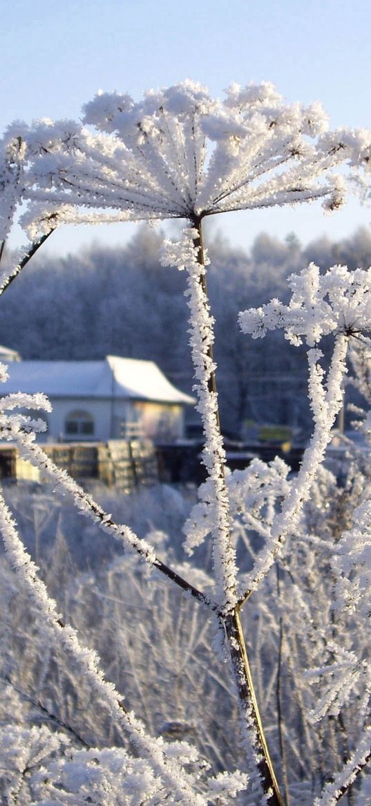 frost, winter, hoarfrost, snow