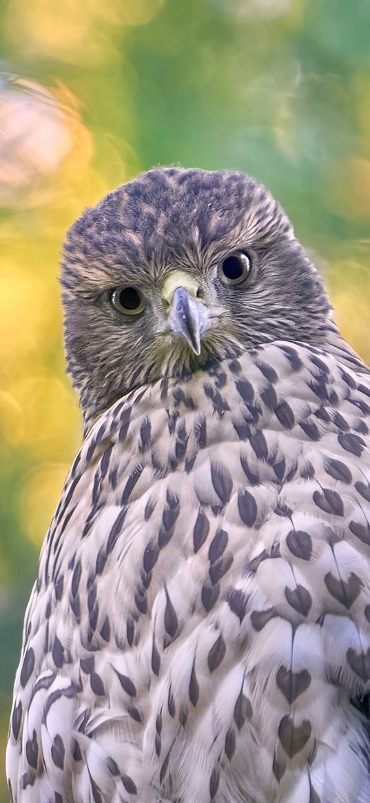 hawk, glance, bird, wildlife