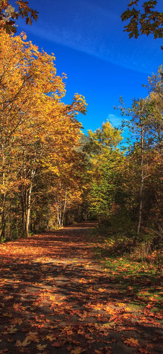 road, alley, trees, autumn