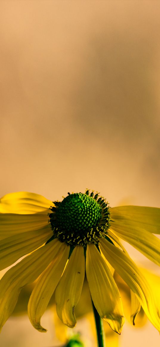 rudbeckia, flower, petals, macro