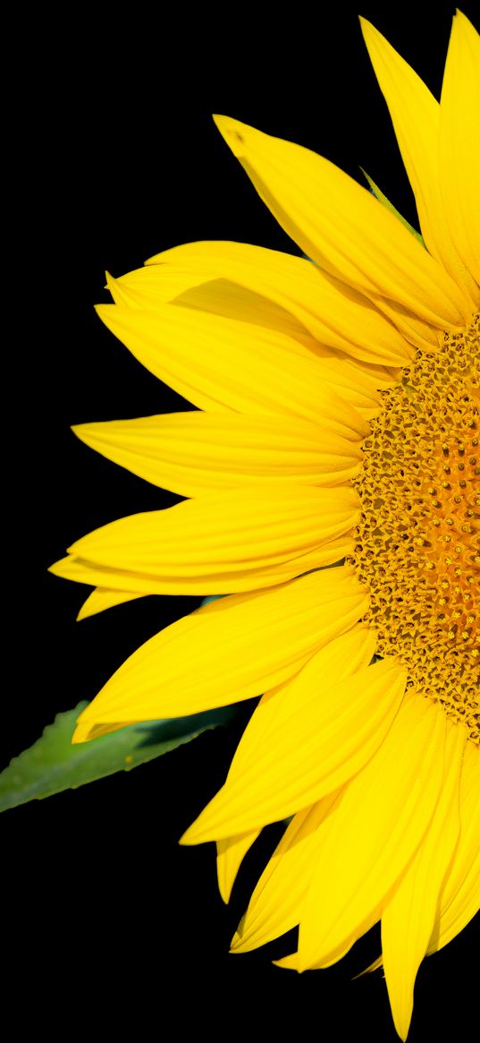 sunflower, flower, yellow, black background