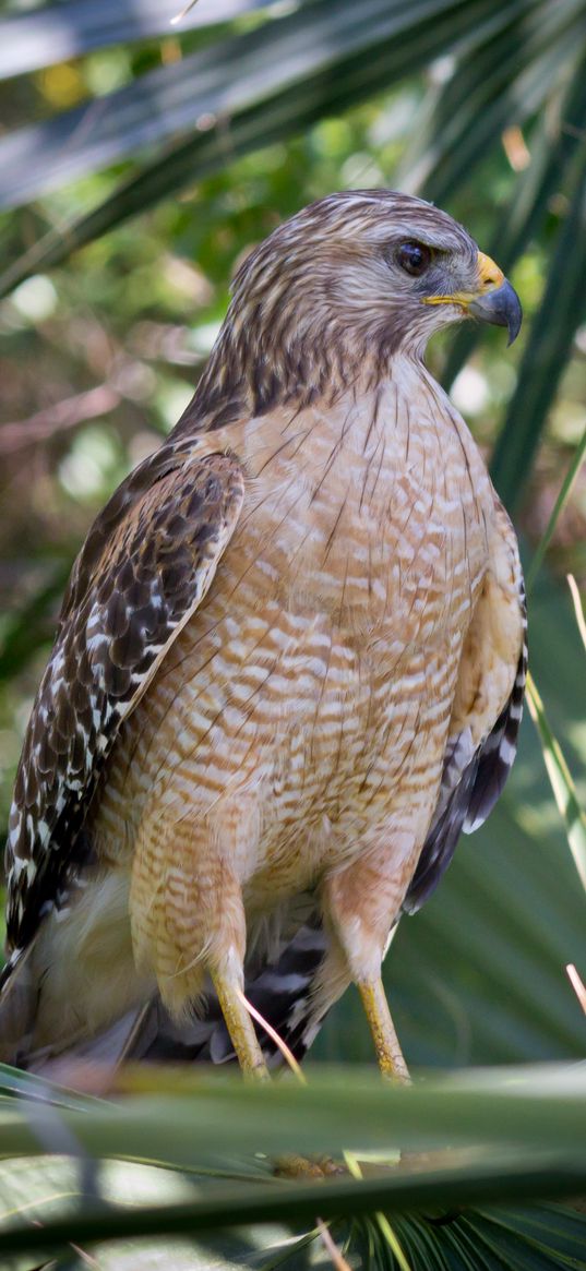 red shouldered hawk, hawk, bird, wildlife