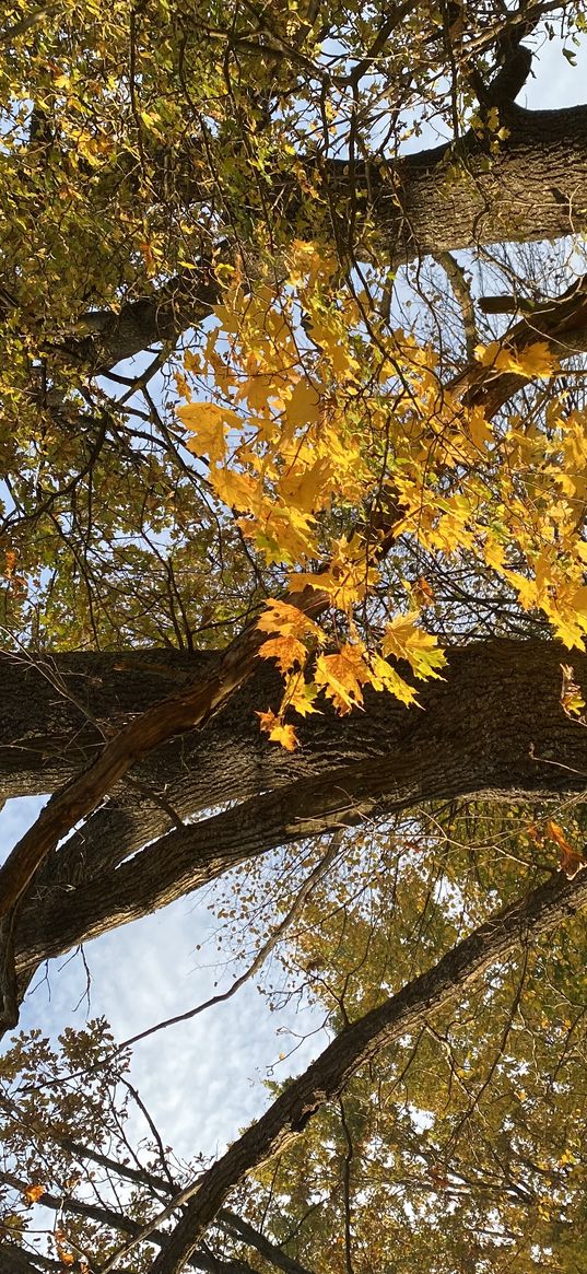 autumn, falling leaves, golden autumn