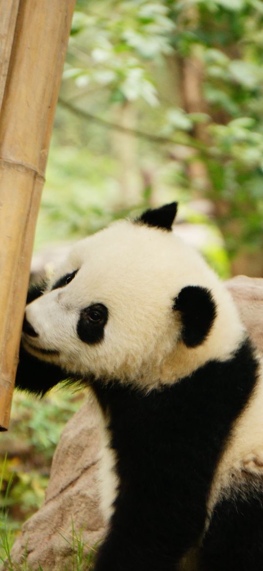 panda, bamboo, wildlife, animal