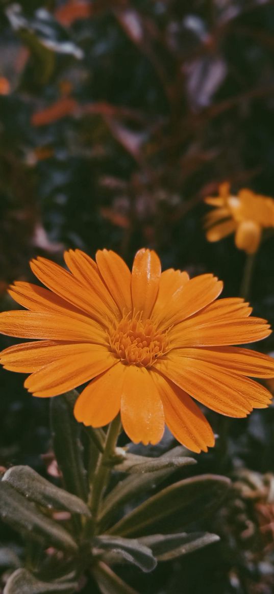 marigold, orange, flower