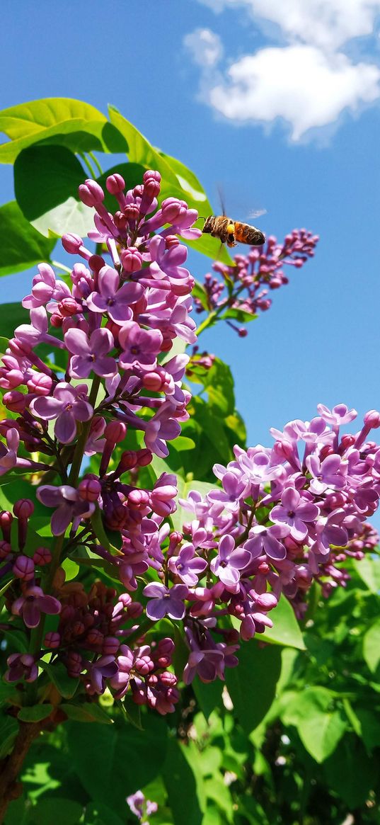 lilac, flowers, purple, bee, insect, spring, plant, sky, nature