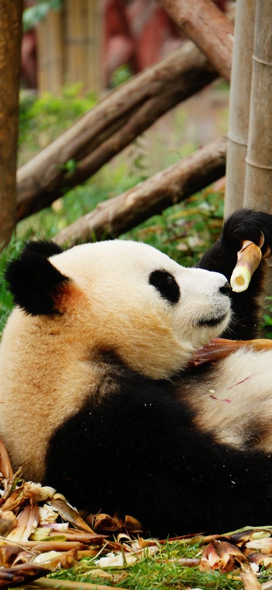 panda, bamboo, trees, animal