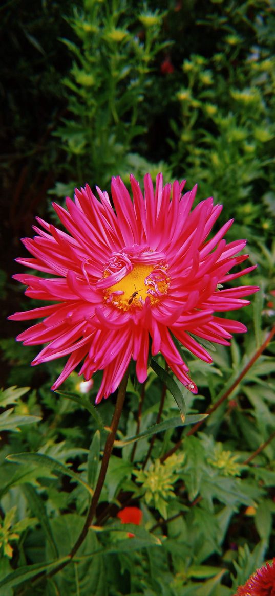 aster, flower, pink, ant, insect, plant, nature