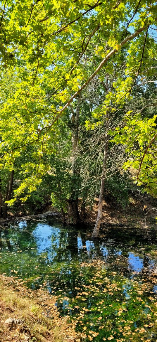 stream, swamp, branches, trees, forest, nature