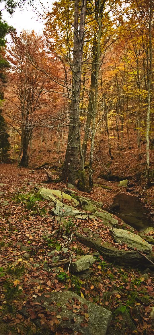 forest, autumn, trees, stones, fallen leaves, landscape