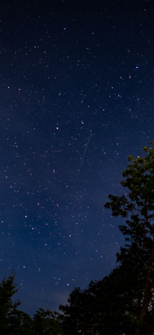 trees, starry sky, stars, night, dark, long expourse