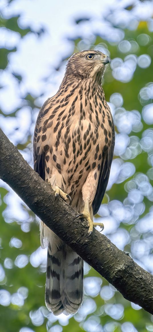 northern goshawk, bird, predator, branch, wildlife