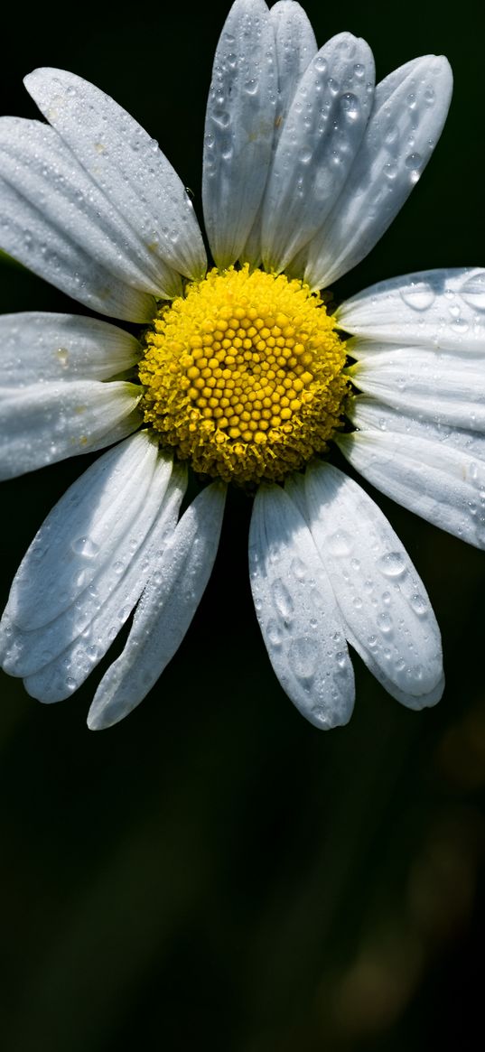 camomile, flower, dew, drops, macro