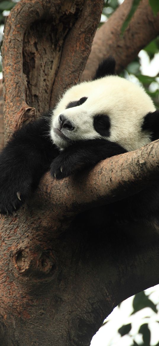 panda, animal, sleep, branch, tree