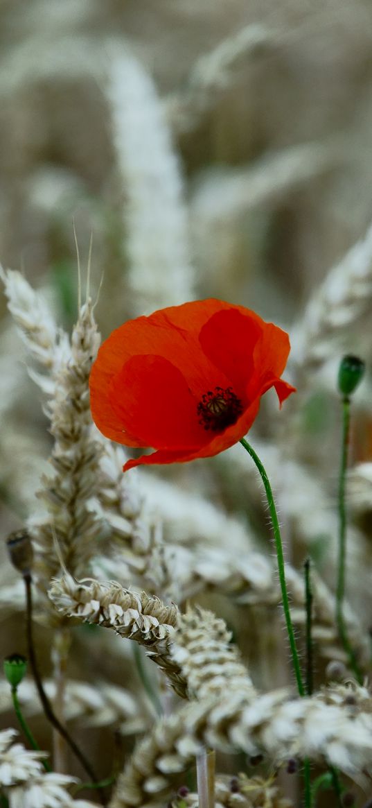 poppy, flower, wheat, ears, summer