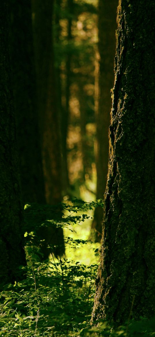 forest, trees, greenery, light, nature