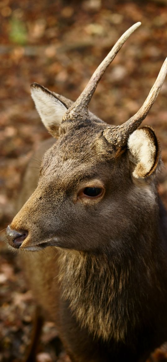 roe deer, animal, wildlife, cute