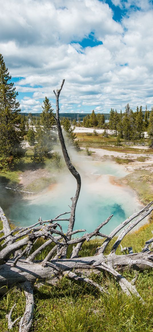 geyser, steam, water, trees, nature