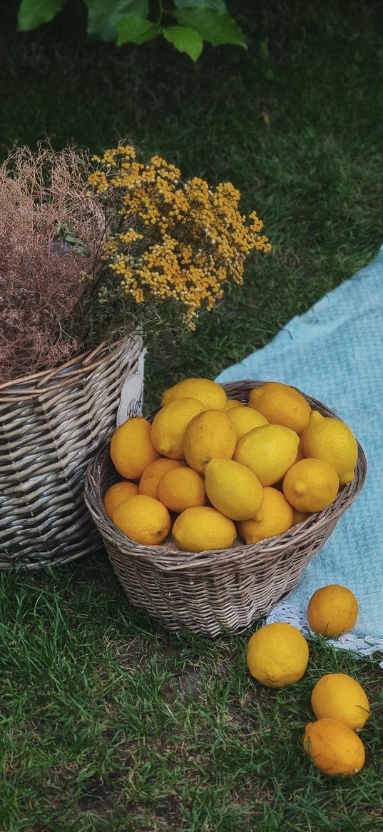 lemons, picnic, basket