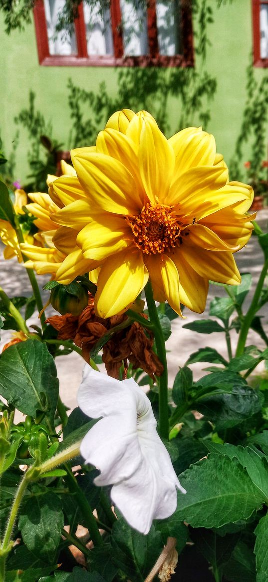 dahlia, petunia, flowers, leaves