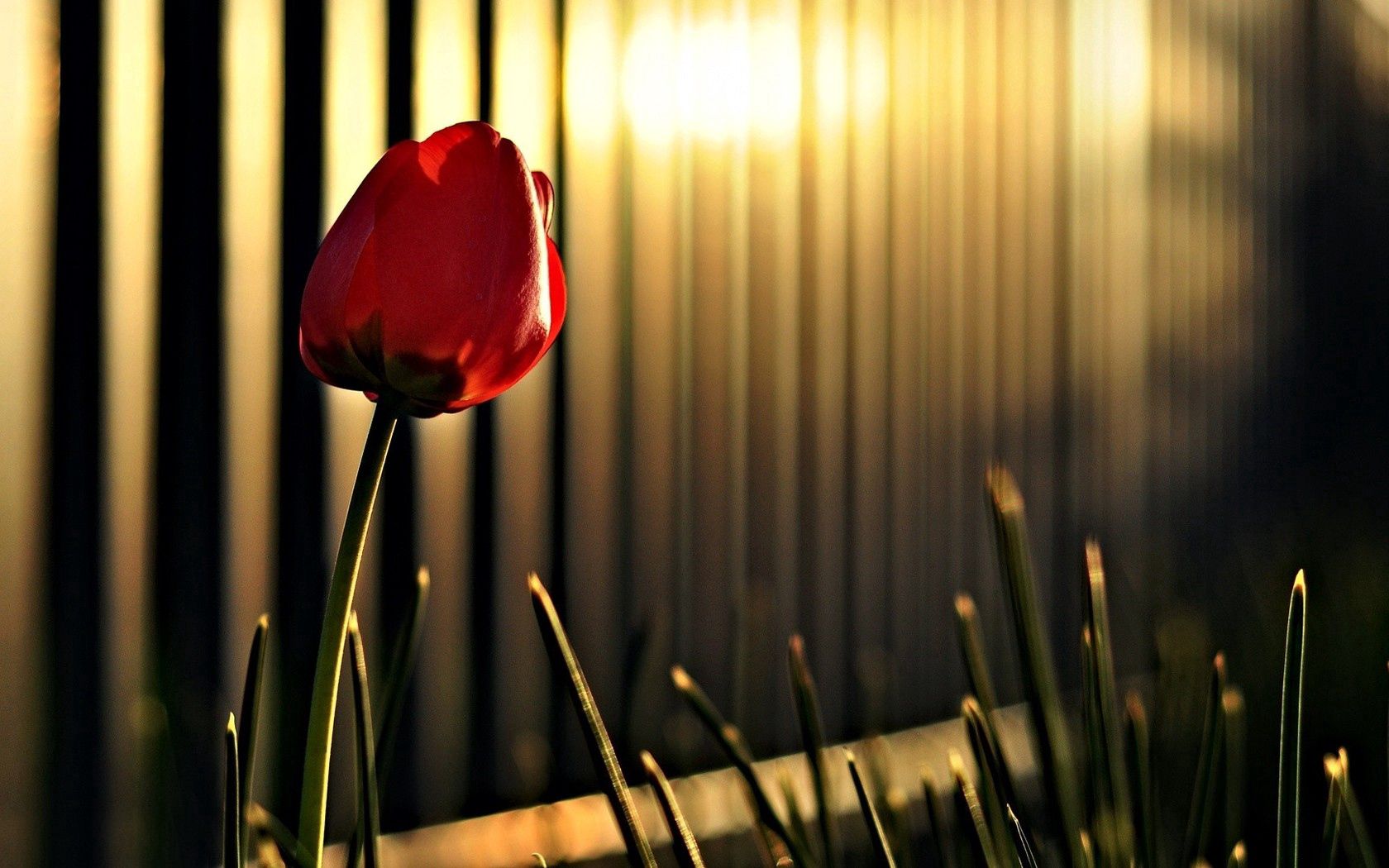 tulip, flower, fencing, lighting