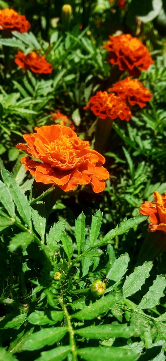 marigold, orange, flower, leaves