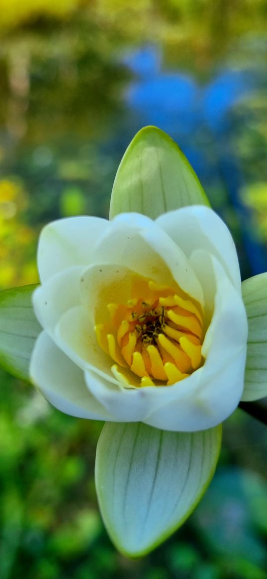 water lily, flowers, summer