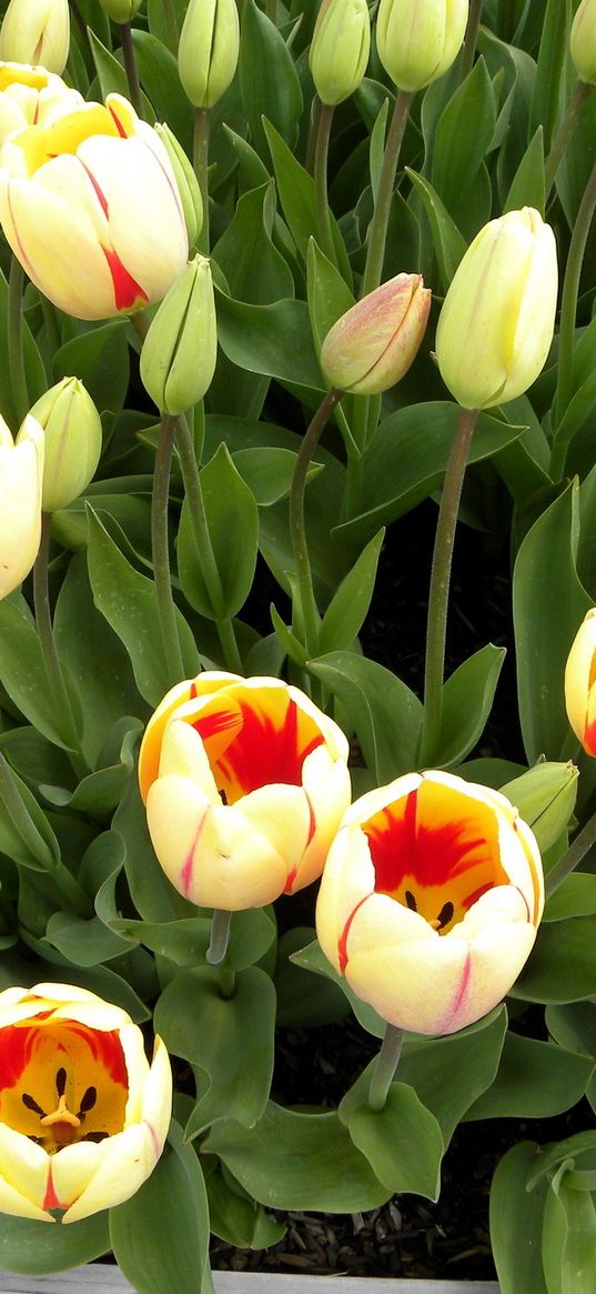 tulips, flowers, buds, herbs, sprouts