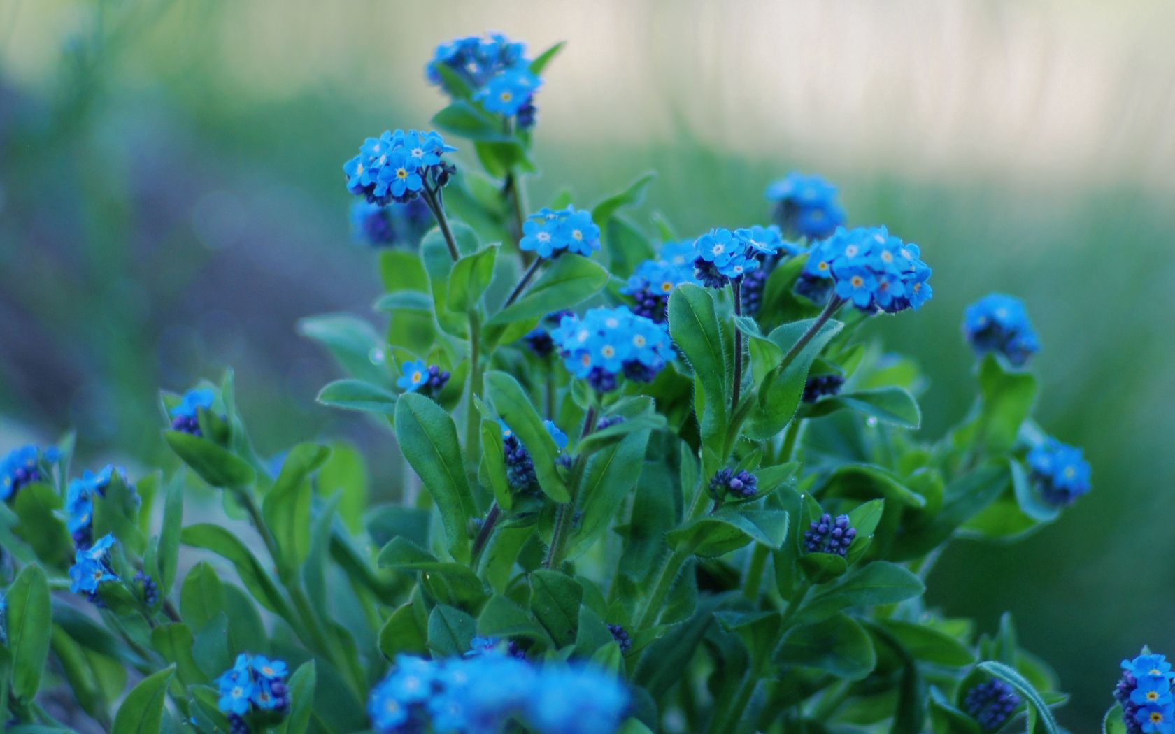 flowers, forget-me, close up, greens, sharpness