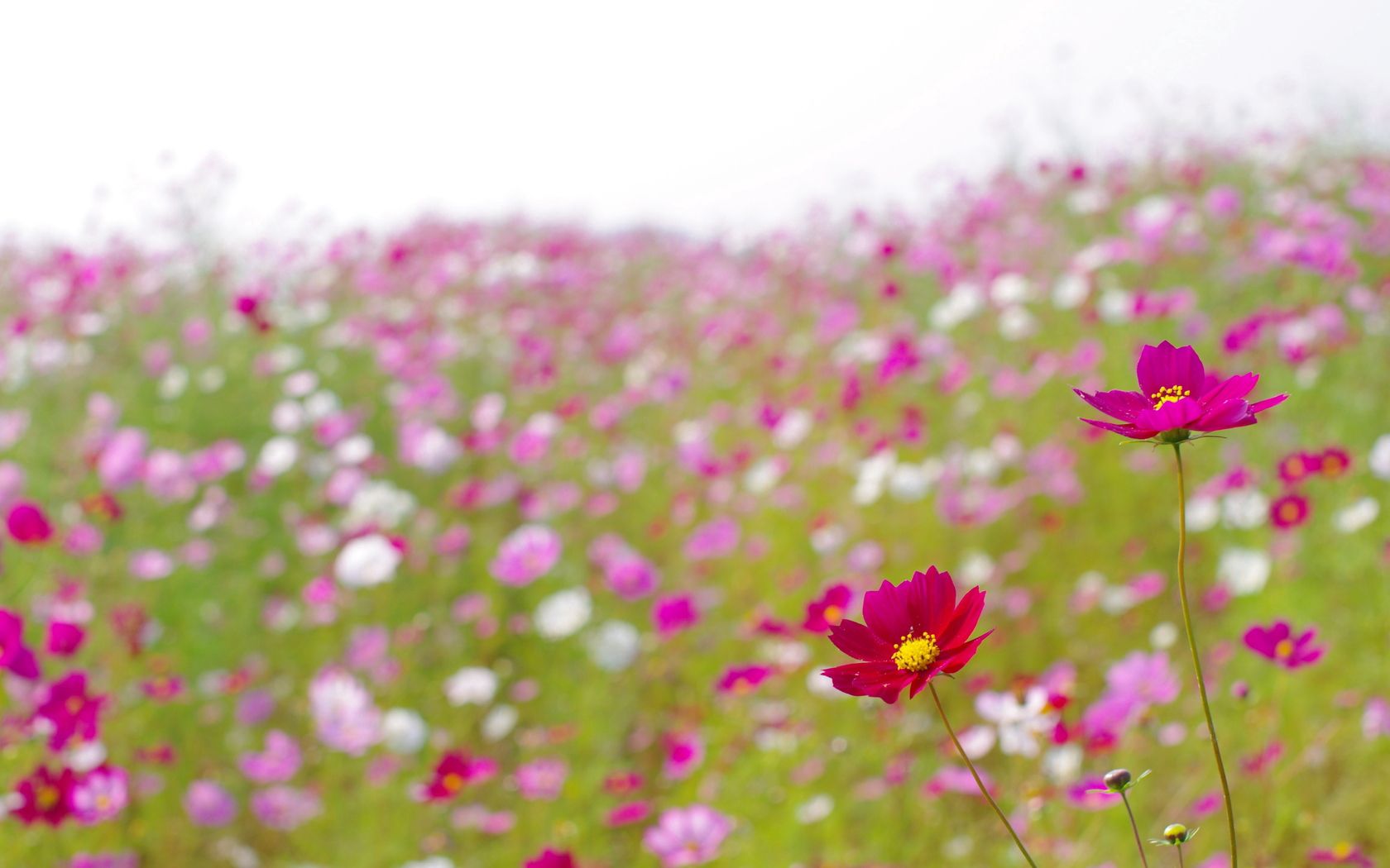 kosmeya, flowers, meadow, blur, summer