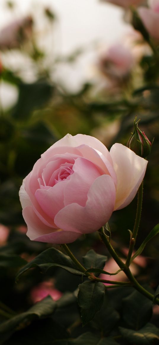 roses, flowers, bushes, garden, herbs, buds, leaves