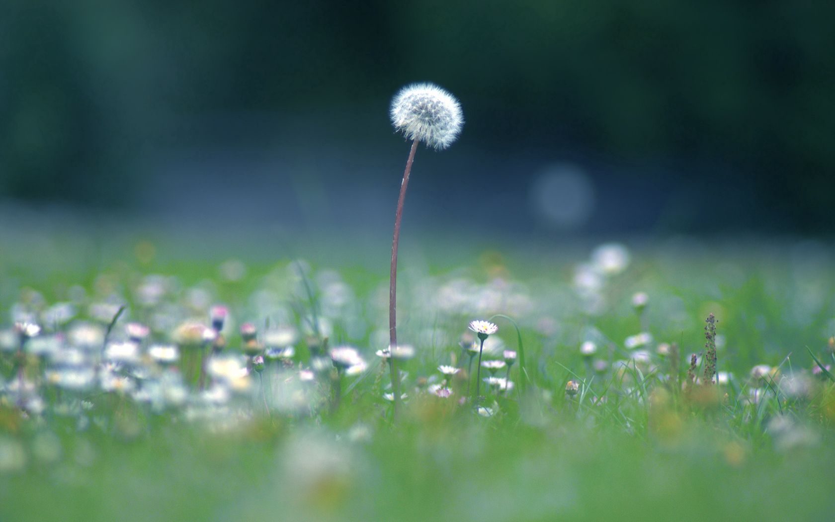 dandelion, flowers, meadow, blur