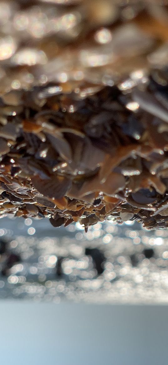 seashells, sea, horizon, sunset, blur