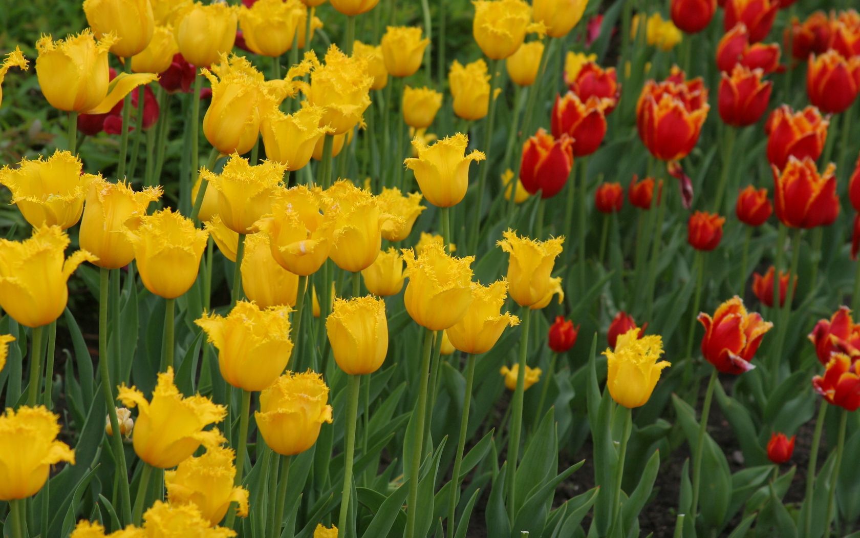 tulips, double, flowerbed, yellow, red