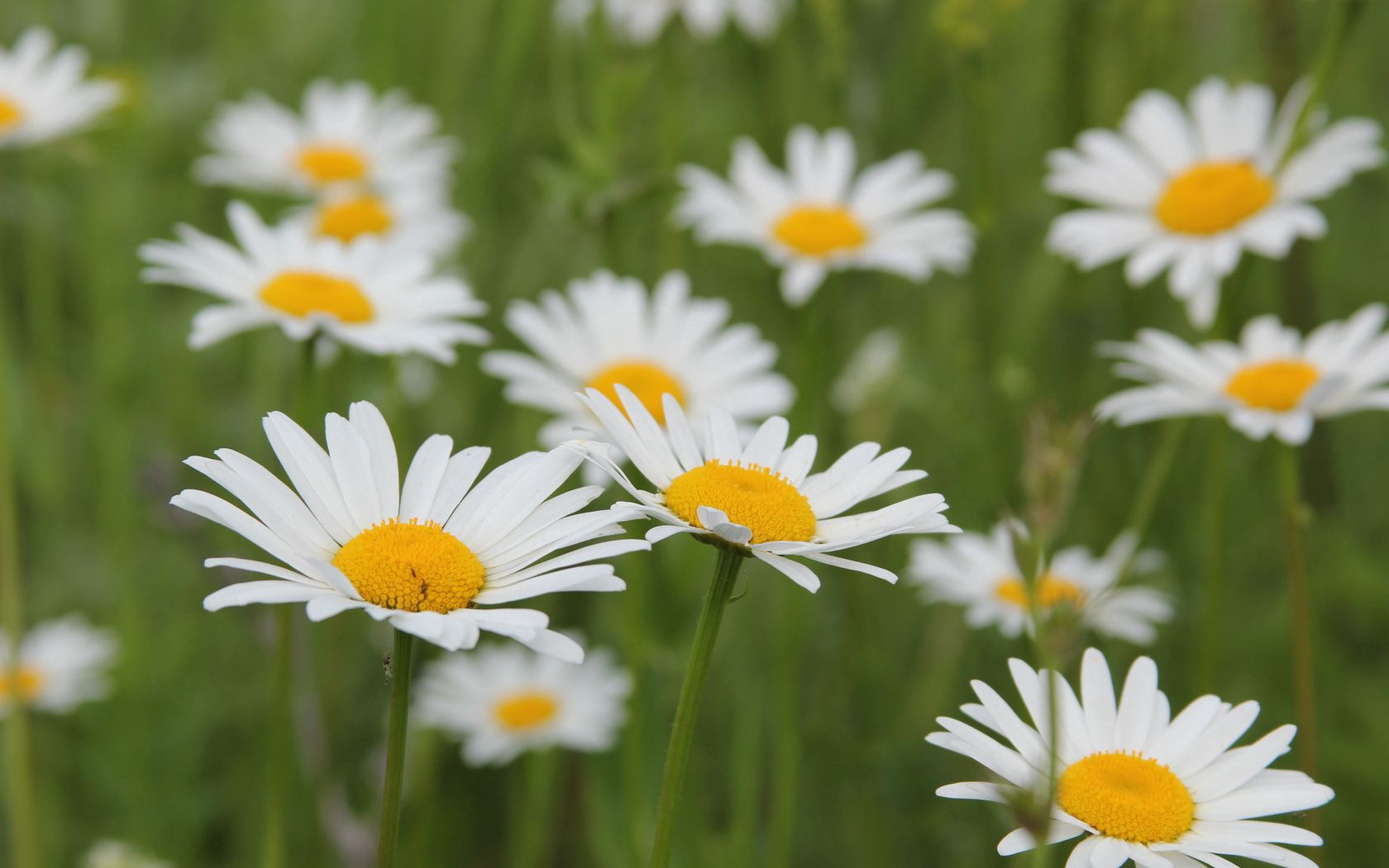 daisies, flowers, fields, green, blur