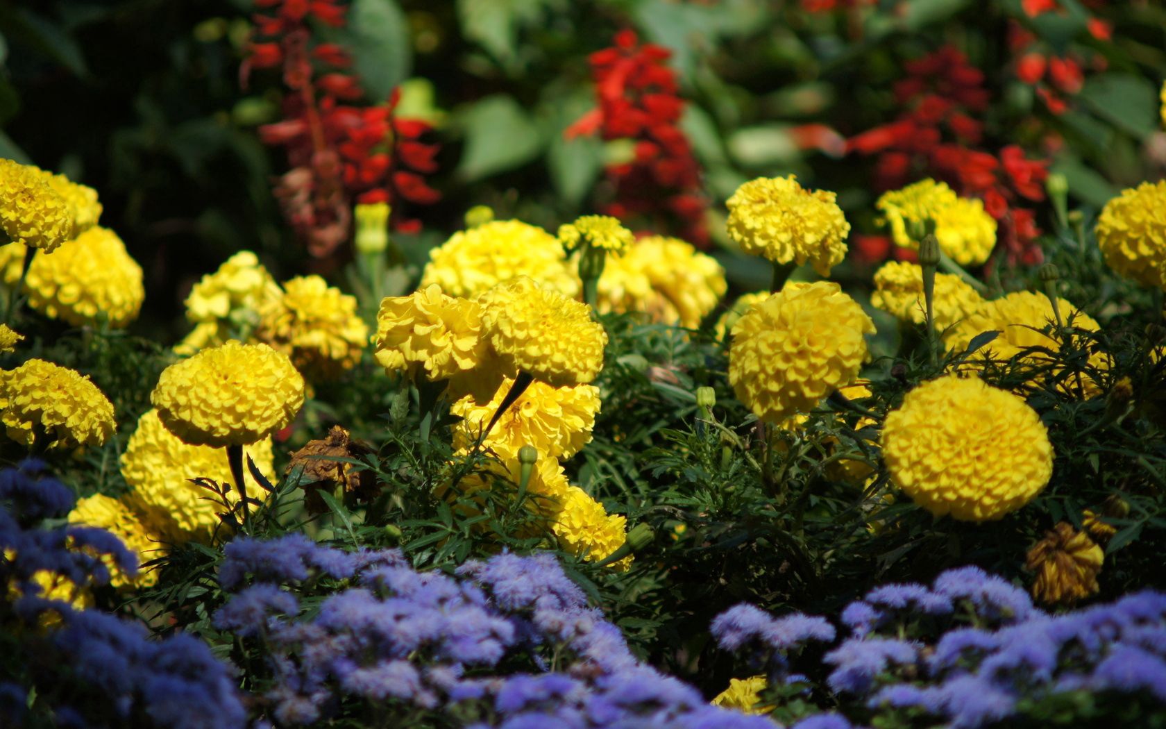 velvet, flowers, colorful, flowerbed, green