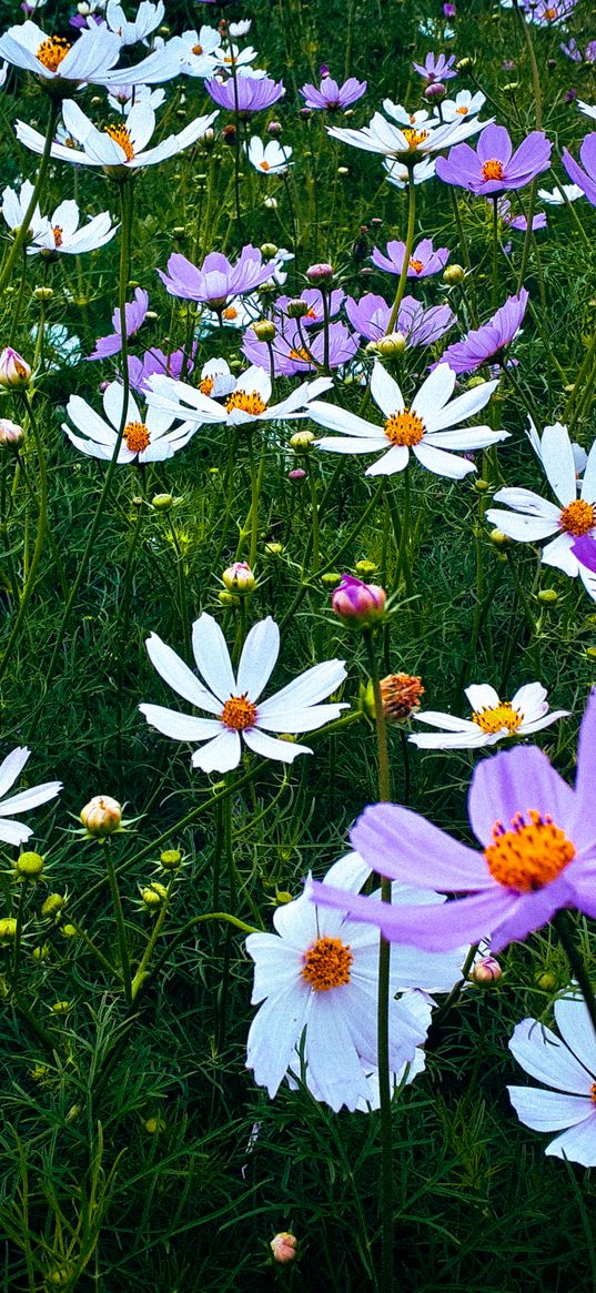 wildflowers, grass, field, summer, nature