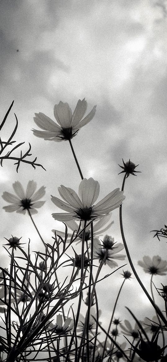 wildflowers, field, clouds, cloudy, sky, nature, black and white