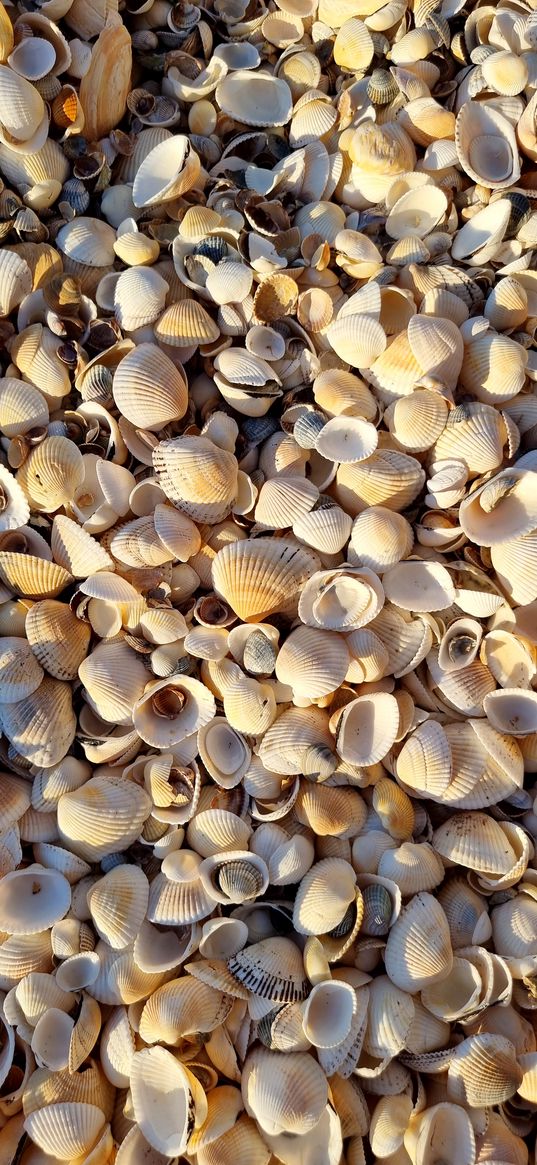 seashells, beach, shore