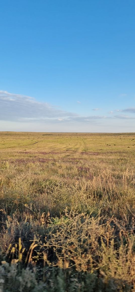 wildflowers, field, horizon, steppe, clouds, blue sky, nature