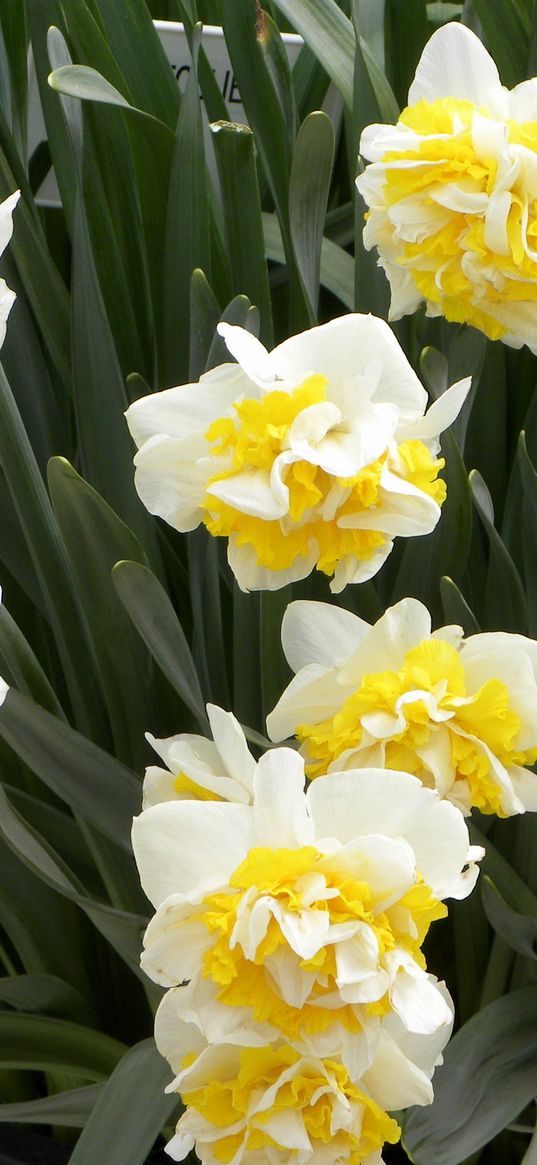 daffodils, flowers, herbs, planters