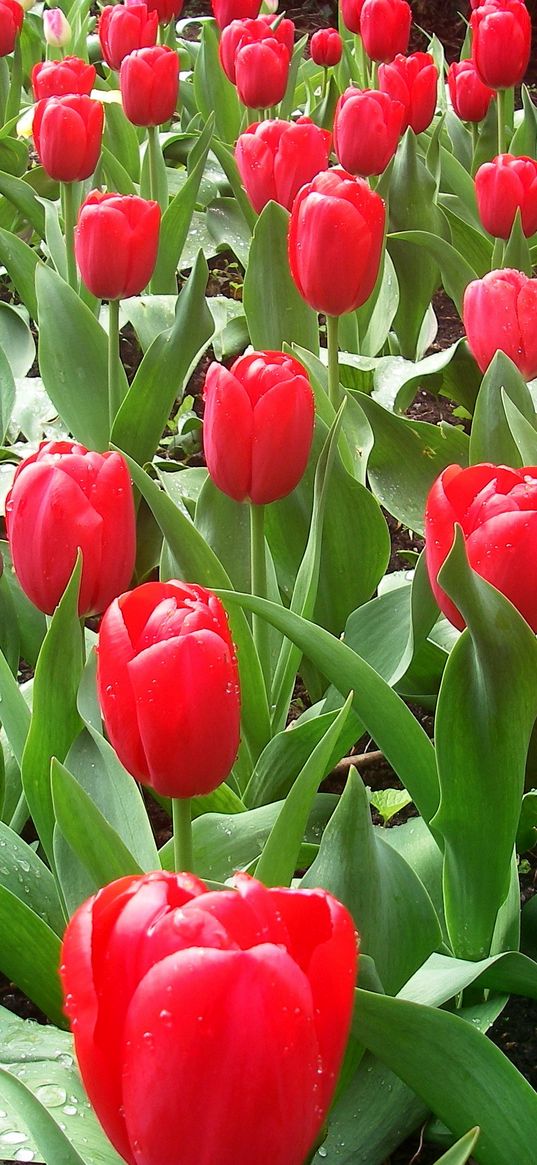 tulips, flowers, flowerbed, drops, fresh, spring