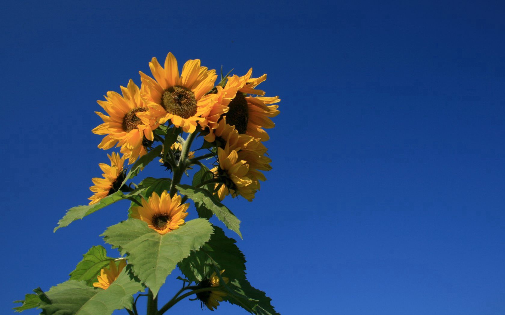 sunflower, plant, summer, sky, blue