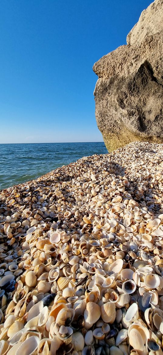 blue sky, water, sea, beach, seashells, summer