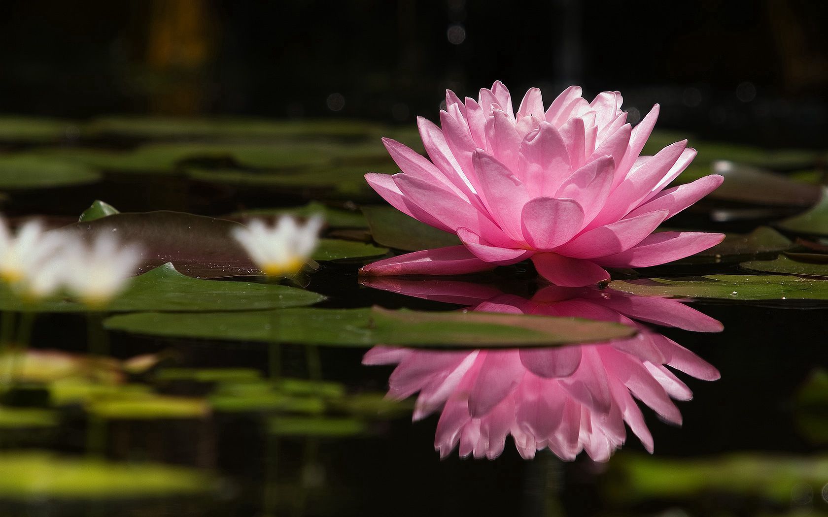 water lily, water, reflection, green, swamp, surface