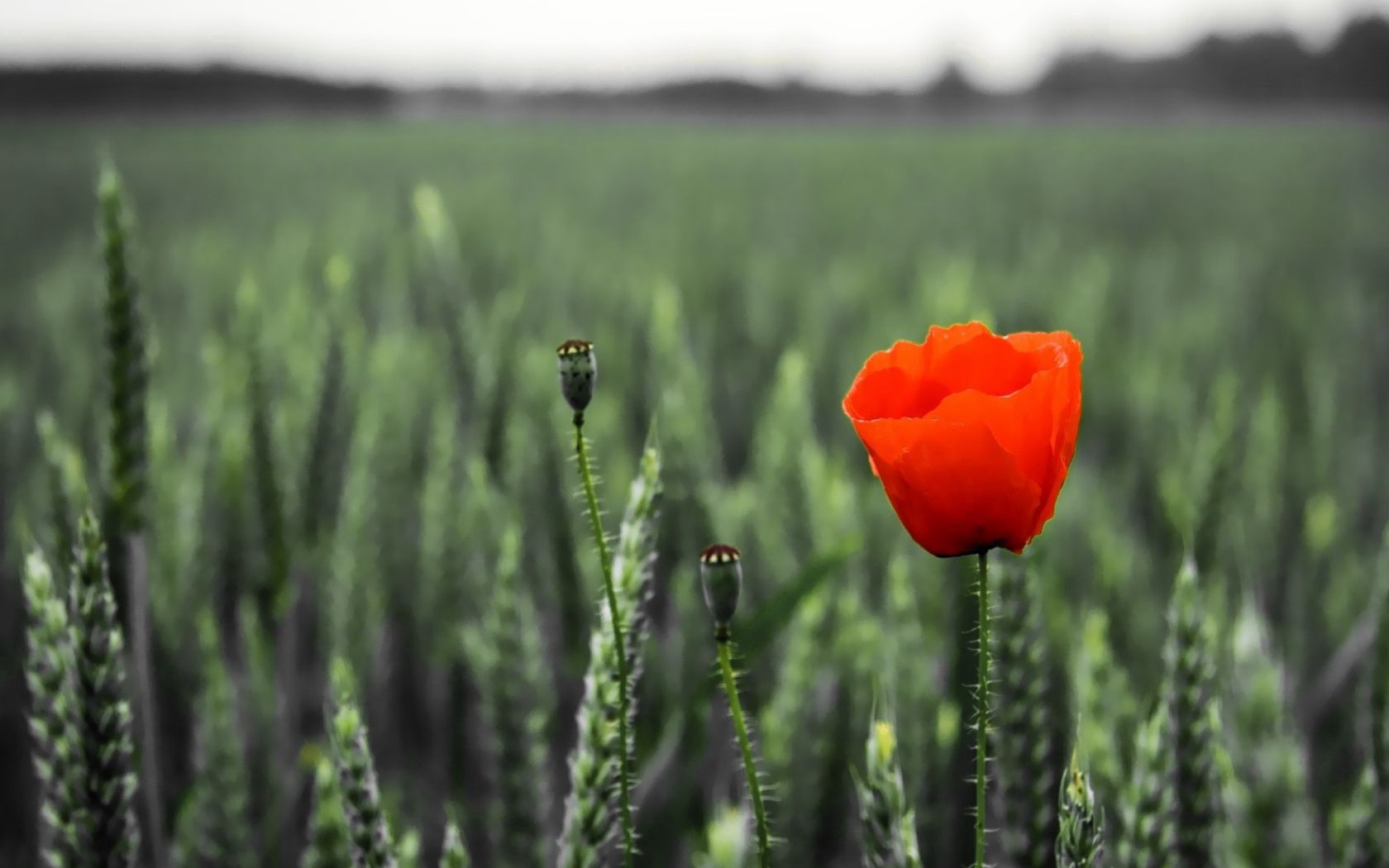 poppy, field, spikes, summer, blurring