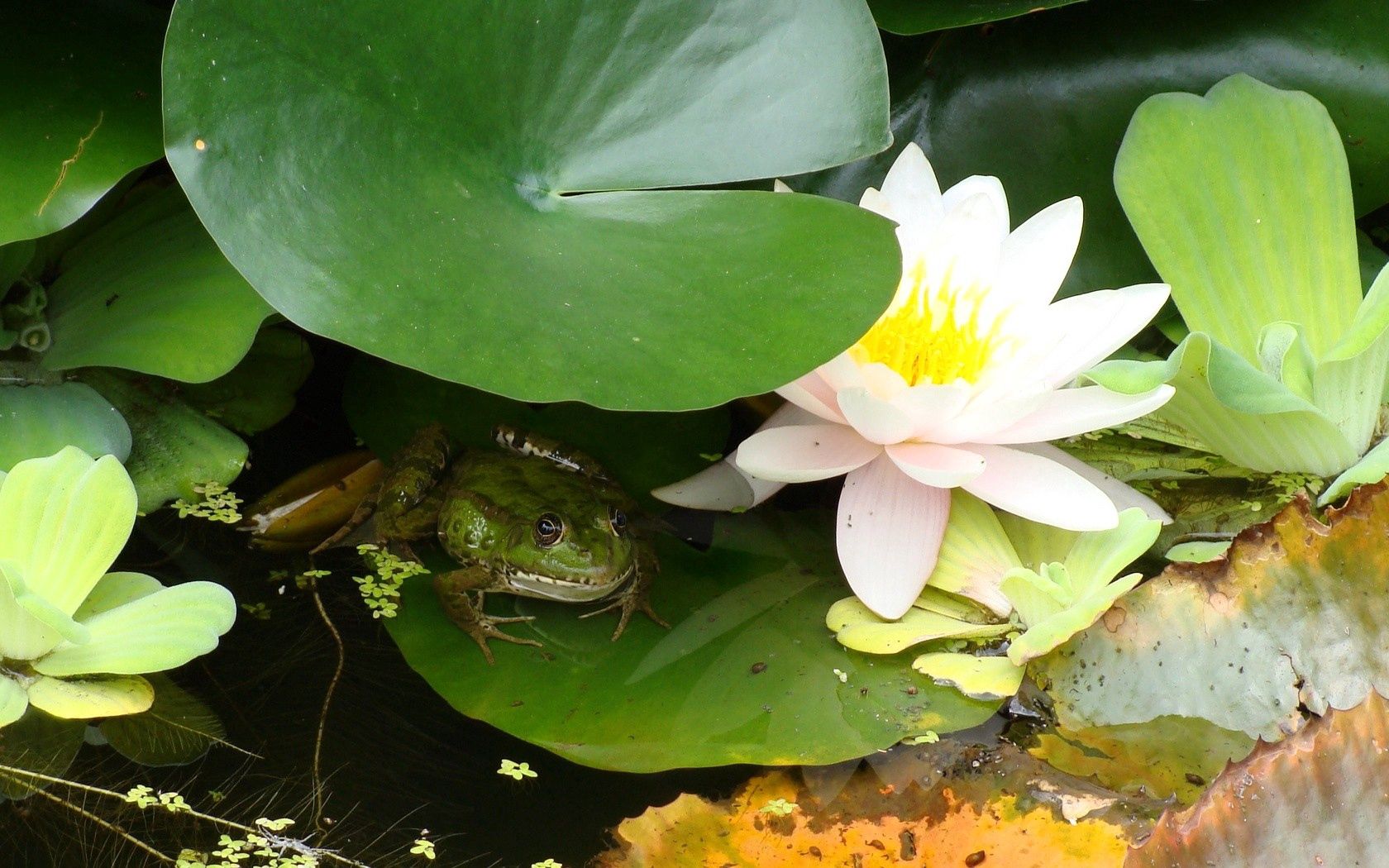 water lily, water, marsh, leaf, frog