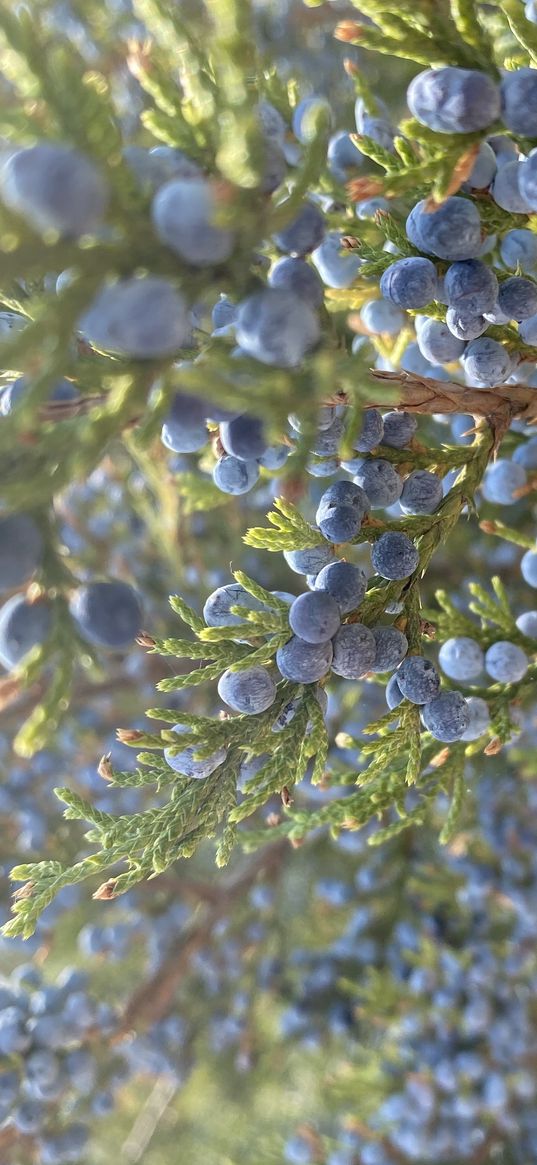 juniper, needles, berries, branch, tree, plant, nature